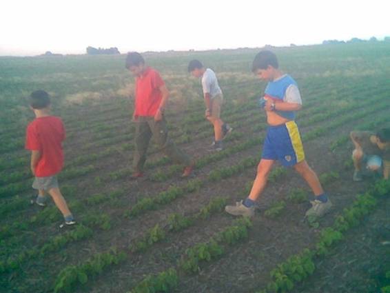 Expertos sojeros revisan soja